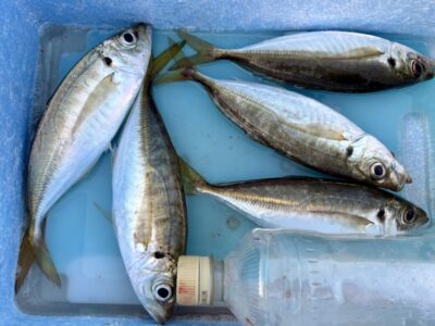 <p>キモやん様　沖の北先端内向き　サビキ釣り　20cm前後のアジは夜明けくらいまで釣れその後は小サバ&小アジばかりに…</p>
