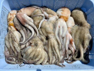 <p>加藤様　旧一文字カーブ　イカエギ&タコエギ使いタコ10杯🐙</p>