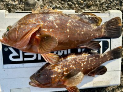 <p>ハネ研会長　福山様　旧一文字赤灯　エビ撒き釣りでアコウ2尾🎣　今日は本命のアタリが少なかったそうです🐟</p>