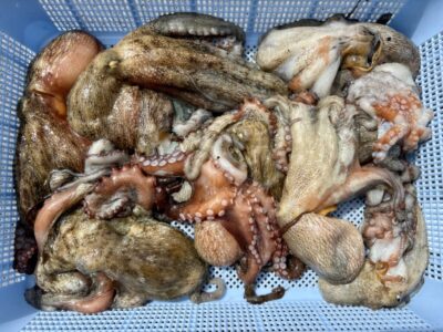 <p>西口様　旧一文字③沖向き　イカエギ改でタコ10杯🐙</p>