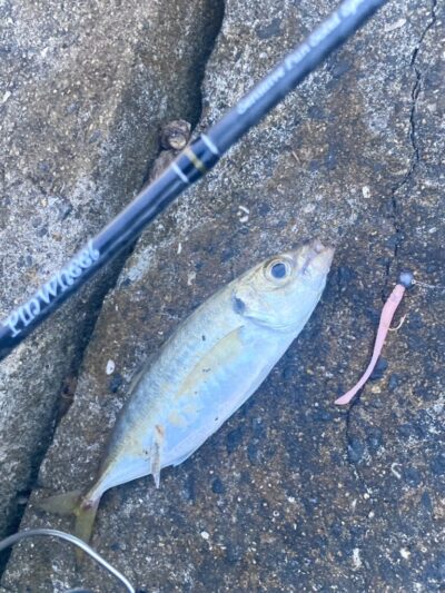 <p>釣れない猫様　沖の北　アジ大量確保を目論むも1尾🎣で終了…  他にガシラ&小サバも🎣</p>