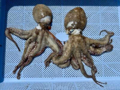 <p>mamiruco 様　旧一文字カーブ　タコジグとんとんしてタコ🐙</p>