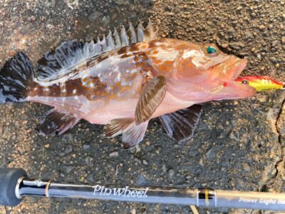 <p>釣れない猫様　沖の北　ジャックアイHIRARINでアコウ🎣</p>