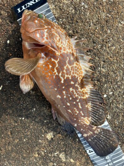<p>ハネ研会長　福山様②　沖の北　エビ撒き釣り　アコウ43cm🎣</p>