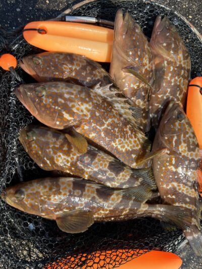 <p>ハネ研会長　福山様　旧一文字白灯　エビ撒き釣りで本日もアコウ大漁🎣　撮影後全てリリース🐟</p>