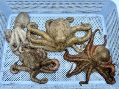 <p>釣れない猫様　中波止③ 最近青物釣れず…の猫様　アタリと癒やしを求め本日はタコ釣り🐙　ムニュムニュアタリに癒され☺️ 今夜は蛸飯にゃ〜😻</p>
