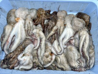 <p>はっしー様　中波止② タコエギでタコ大漁🐙</p>