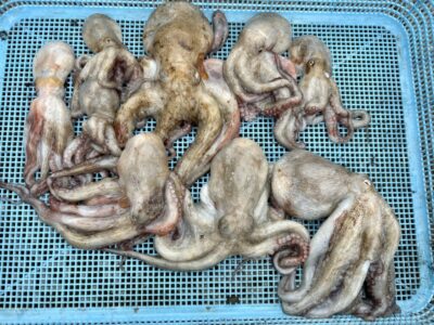 <p>福井様　中波止③ タコエギで9杯🐙</p>