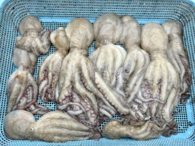 <p>富士様　中波止③ タコエギで良型🐙新子🐙10杯🐙</p>