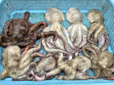 <p>中谷様　中波止③ タコエギでタコ8杯🐙　ほとんどのタコ🐙が中波止内向きで釣れたそうです</p>