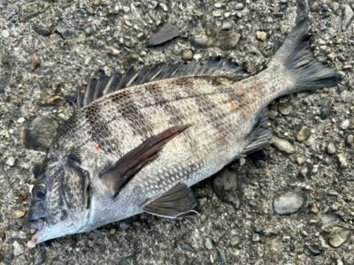<p>F様　釣果③ 旧一文字赤灯　チヌ37cm🎣</p>