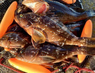 <p>F様　旧一文字赤灯沖向き　エビ撒き釣りでアコウ大漁🎣　5時〜6時頃にアタリ集中したそうです🐟　撮影後全てリリース🐟</p>