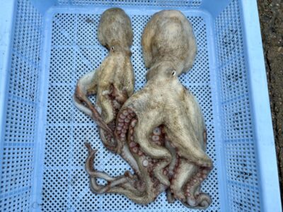 <p>アキラ16%様　旧一文字赤灯　タコエギでタコ2杯🐙</p>