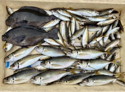 <p>マダム島田様　旧一文字赤灯　サビキ釣りでグレ2尾🎣　20cm級アジ&小アジ大漁🎣</p>