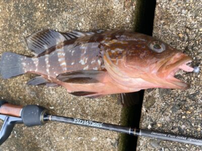<p>釣れない猫様②  沖の北ジャックアイあじピンテールでアコウ🎣</p>