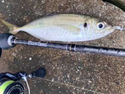 <p>釣れない猫様　沖の北　ジャックアイあじピンテールでアジング🎣　今日はショアギガアジ釣れませんでしたが立派なアジ28cm🎣</p>