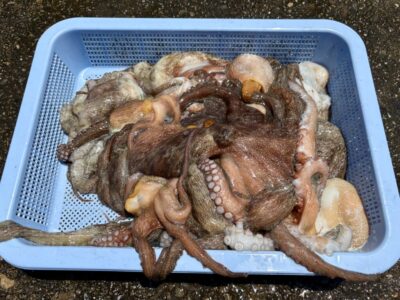 <p>48″324様　沖の北　中波止③ 中波止② タコエギでタコ11杯🐙</p>