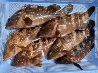 <p>ハネ研会長　福山様　旧一文字白灯　エビ撒き釣りで34cm迄のアコウ6尾🎣</p>