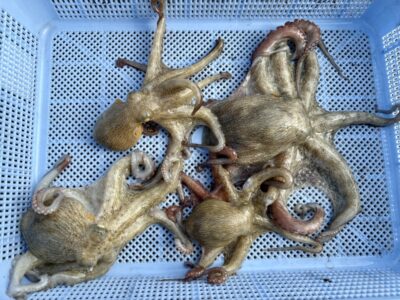 <p>合田様　旧一文字赤灯　タコエギで新子タコ🐙</p>