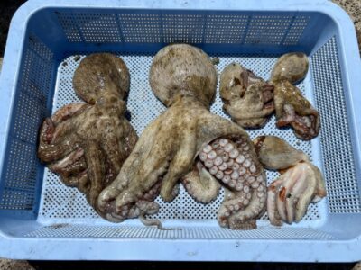 <p>木村様　旧一文字③ タコエギで良型タコ🐙</p>