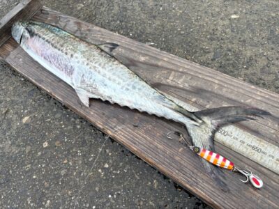 <p>釣れない猫様　沖の北　5:45頃ジャックアイマキマキ(プロトカラー)でサゴシ65cm🎣　同じ時間帯で船着場付近のお客さん=痛恨のメジロ バラシもありました…</p>