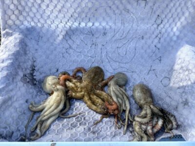 <p>つくば市〜里帰り中のヒラタコ様　カーブ〜白灯付近で新子🐙</p>