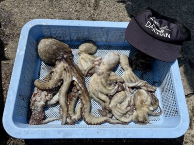 <p>大ちゃん　沖の北一周タコ探り新子&1.0kg🐙</p>