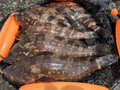 <p>ハネ研会長 福山様 旧一文字赤灯 エビ撒き釣りでアコウ7尾御用🎣 タコエギで新子タコも🐙 撮影後全てリリース🐟🐙</p>