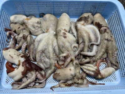 <p>48″324様　中波止③ タコエギで新子タコ10杯🐙♨️</p>