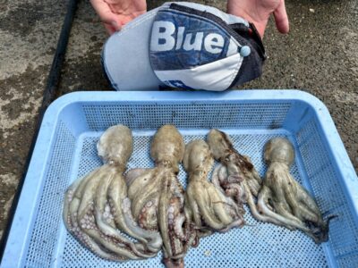 <p>タッタマン様　旧一文字カーブ　タコエギでタコ5杯🐙</p>