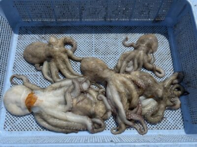 <p>匿名希望様　旧一文字③ タコエギで新子タコ6杯🐙</p>