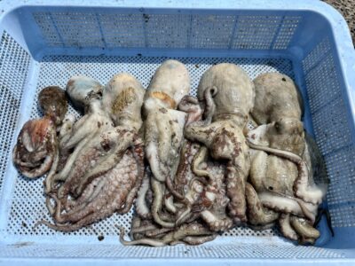 <p>加藤様　旧一文字③〜カーブ　イカエギ改で新子〜良型タコ🐙</p>