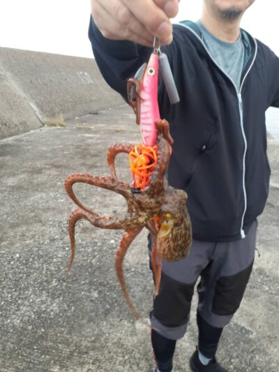 <p>ナッツ＆リュウ様　旧一文字カーブ〜白灯　タコエギで新子タコ🐙</p>