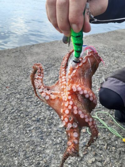 <p>ナッツ＆リュウ様　旧一文字カーブ〜白灯　タコエギで新子タコ🐙</p>
