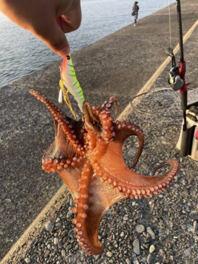 <p>上垣内様　旧一文字赤灯　外向き遠投　アズーロ・蛸電で良型タコ🐙</p>