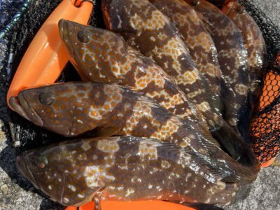 <p>福山様　沖の北　エビ撒き釣りで良型アコウ！撮影後リリース♪沖の北も苦潮の影響は無いようです。</p>