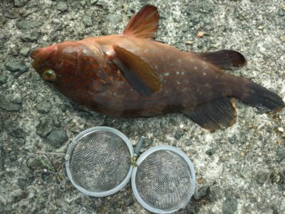 <p>三谷様　沖の北　エビ撒き釣りでアコウ！</p>