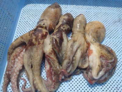 <p>⑨のこせがれ様　旧一文字赤灯〜白灯　タコジグで新子タコ🐙</p>