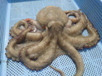 <p>佐藤様　沖の北内向き　タコエギで良型タコ800g🐙</p>