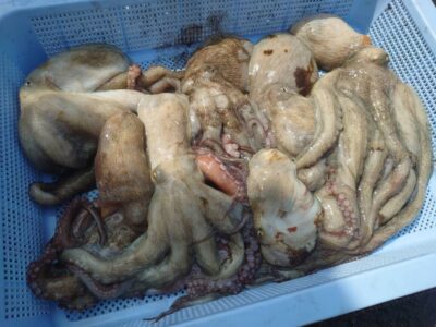 <p>タコ村様　沖の北　タコエギで新子〜良型タコ🐙沖の北はサイズが良い♪</p>