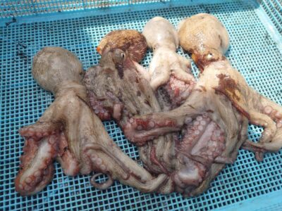 <p>白江様　旧一文字赤灯　タコエギで新子タコ🐙</p>