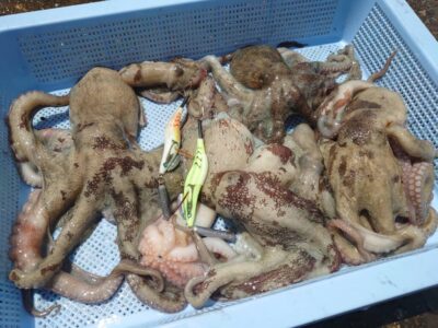 <p>上垣内様　沖の北＆中波止　メジャクラ・蛸乗りジョニーで新子〜良型タコ🐙</p>