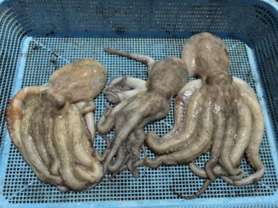 <p>久だこ様　沖の北内向き　タコエギで良型タコ🐙</p>