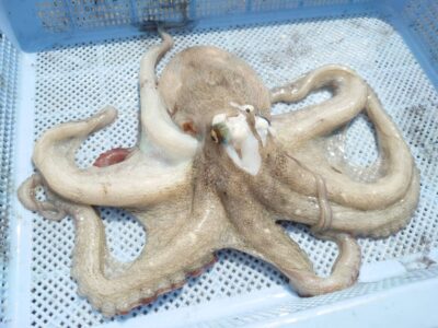 <p>ナッツ＆リュウ様　旧一文字白灯内向き　遠投で良型タコ🐙これより大きいのをバラしたそうで悔しそうでした…。</p>