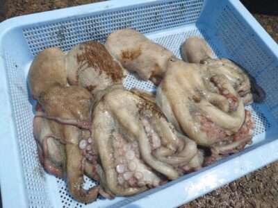 <p>タコ村様　沖の北　タコエギで新子〜良型タコ🐙</p>