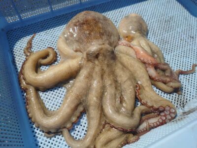 <p>今日もK名人に負けてご機嫌ななめなやーたこ様　沖の北　タコエギで新子＆良型タコ🐙</p>