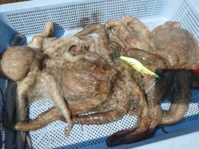 <p>上垣内様　沖の北　メジャクラ・蛸乗りジョニーで良型タコ🐙1番大きいのは900g、3杯で合計2.4kg♪</p>