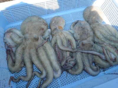 <p>久だこ様　沖の北内向き　タコエギで良型タコ🐙沖の北はアタリは少ないですが釣れれば良型が多いです♪</p>