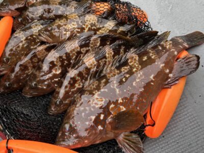 <p>沖の北外向き　エビ撒き釣りで良型アコウ！今日はガシラの食いが悪かったそうです。</p><p>ケーソン継ぎ目でタコもちょっと釣れてたのでゆるい苦潮かも。タコエギで底でも釣れてたので中途半端な感じですね。</p><p>アコウ狙いにはちょうどいいくらい。</p>