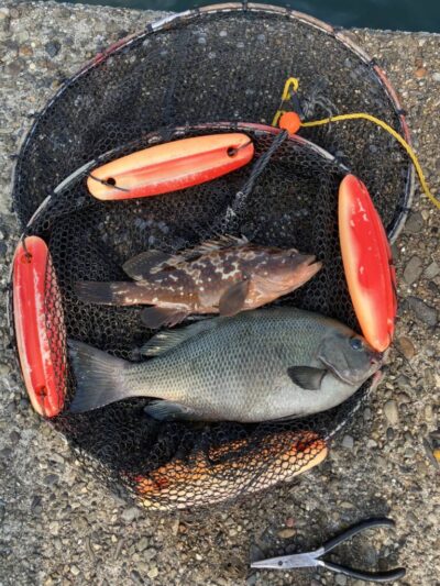 <p>9.5中村様　旧一文字赤灯　エビ撒き釣りでアコウとグレ31cm！旧もガシラが釣れなかったそうです。ゆるい苦潮かも。</p>